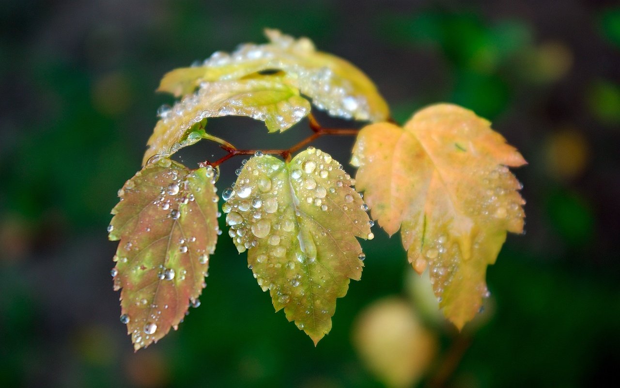 Обои ветка, листья, зелёный, капли, осень, капли воды, branch, leaves, green, drops, autumn, water drops разрешение 2560x1600 Загрузить