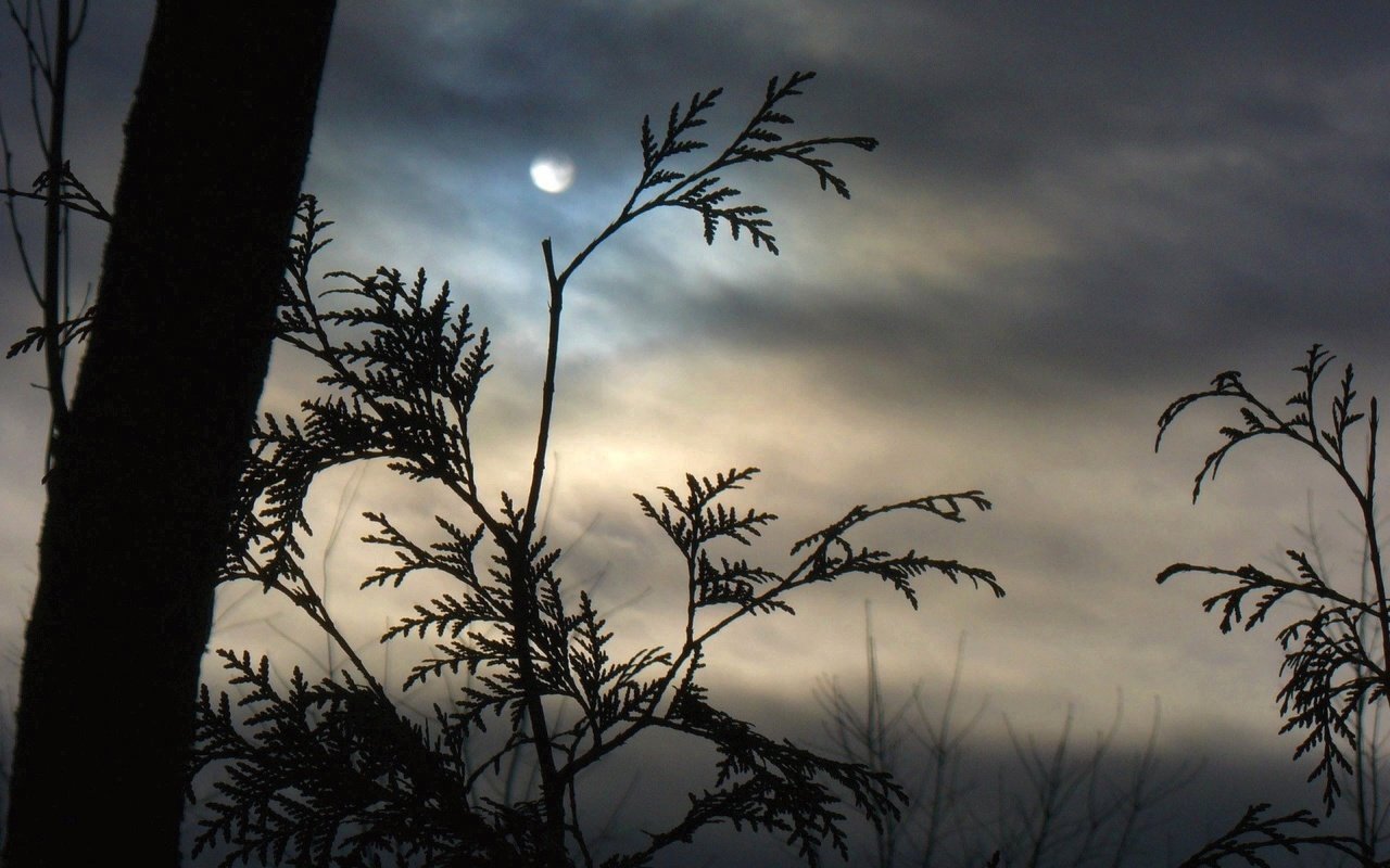 Обои облака, туман, ветки, луна, clouds, fog, branches, the moon разрешение 1920x1440 Загрузить