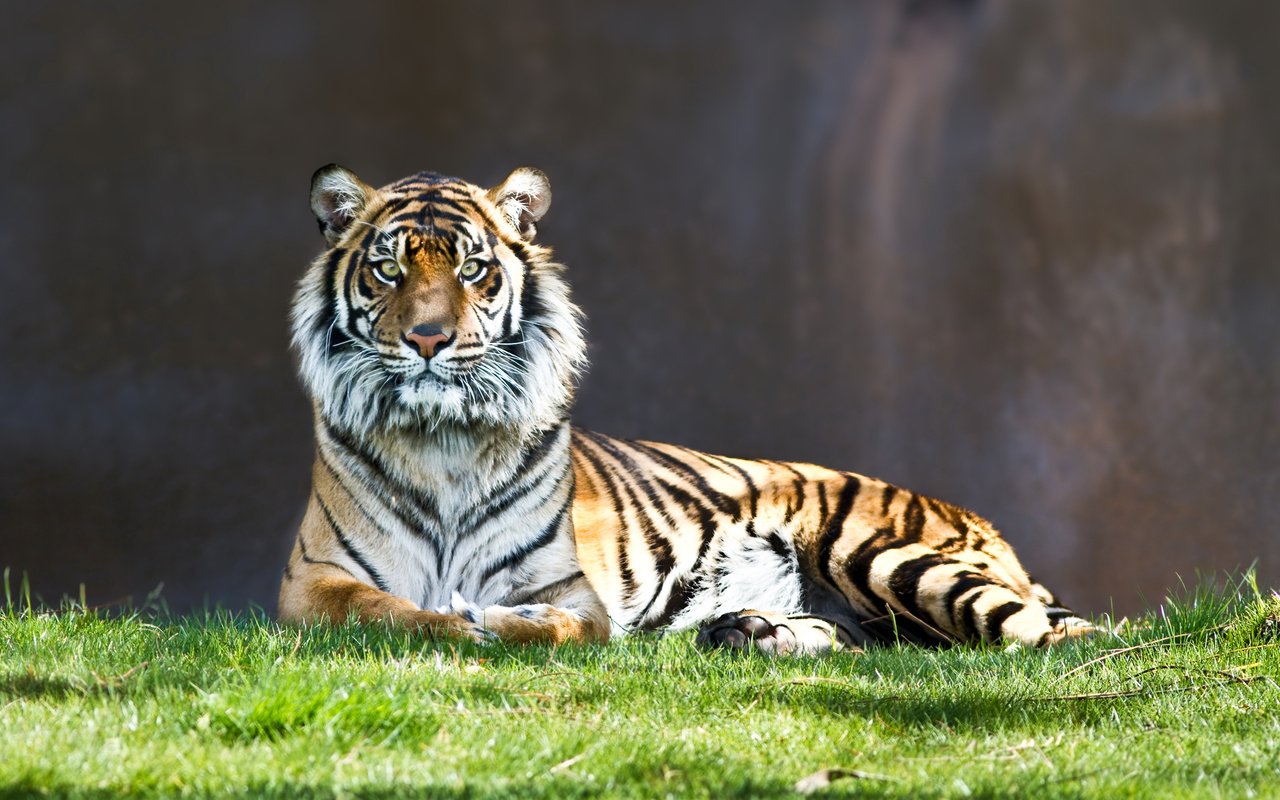 Обои тигр, взгляд, полосатый, киса, tiger, look, striped, kitty разрешение 2560x1600 Загрузить