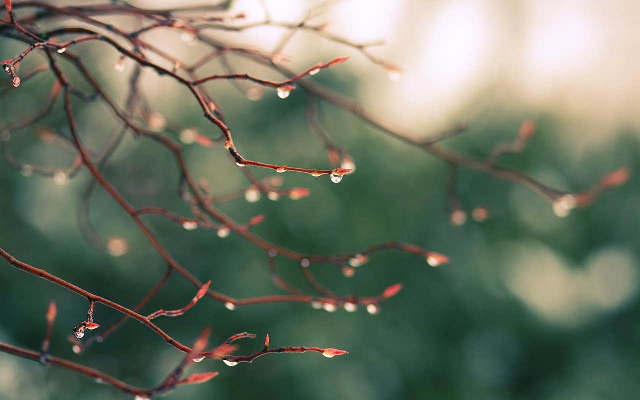 Обои природа, зелень, макро, ветви, капли, блики, дождь, nature, greens, macro, branch, drops, glare, rain разрешение 3888x2592 Загрузить