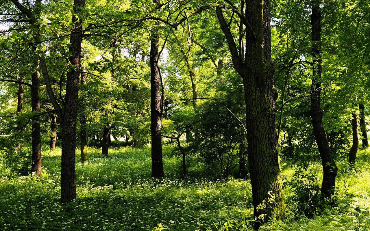 Обои деревья, зелень, лето, trees, greens, summer разрешение 1920x1200 Загрузить