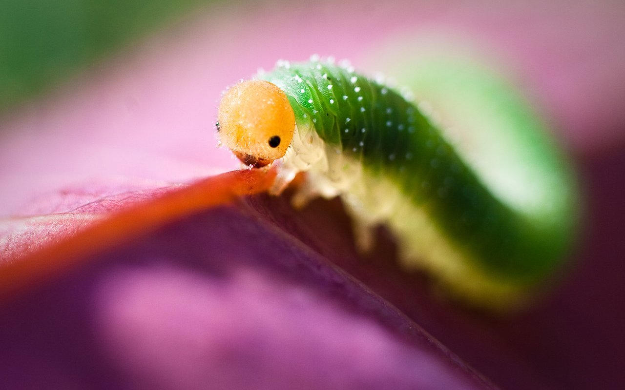 Обои глаза, макро, насекомое, листок, цвет, гусеница, eyes, macro, insect, leaf, color, caterpillar разрешение 1920x1200 Загрузить