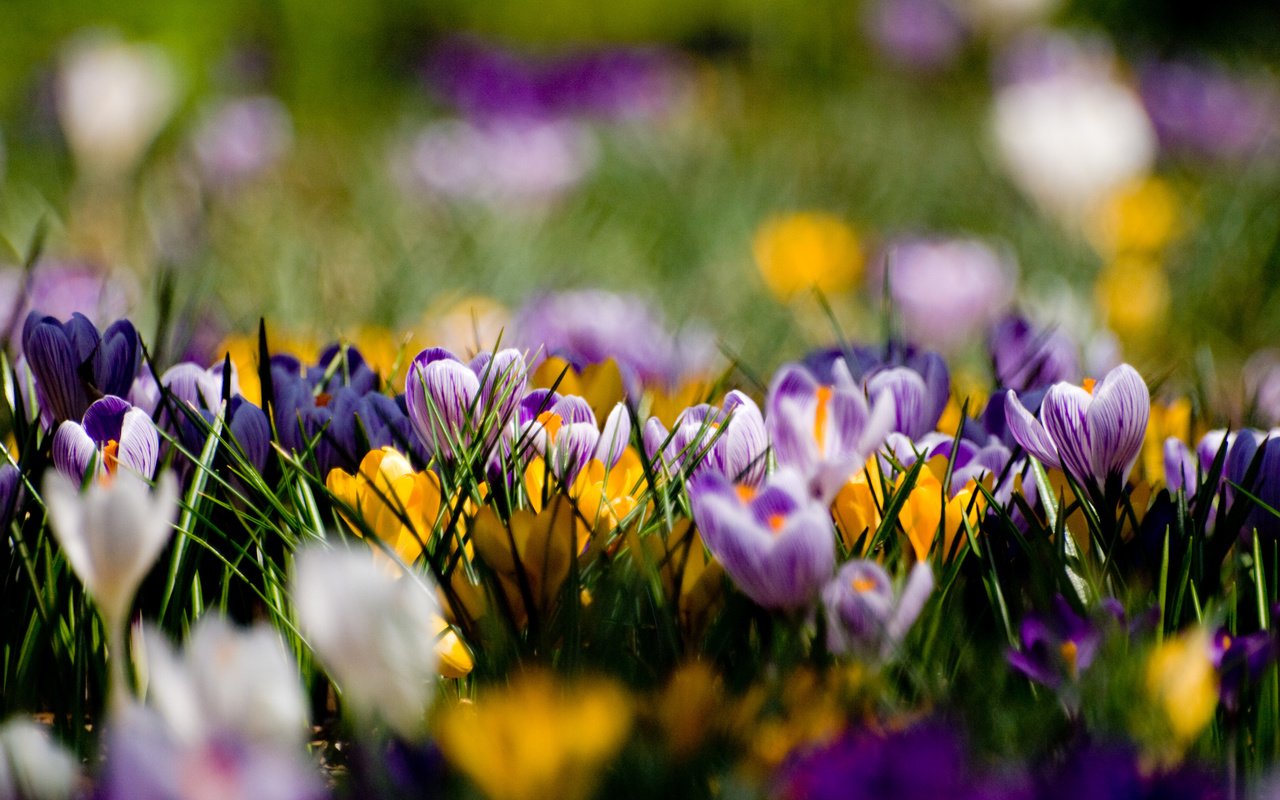 Обои цветы, поляна, весна, желтые, фиолетовые, крокусы, flowers, glade, spring, yellow, purple, crocuses разрешение 3648x2736 Загрузить