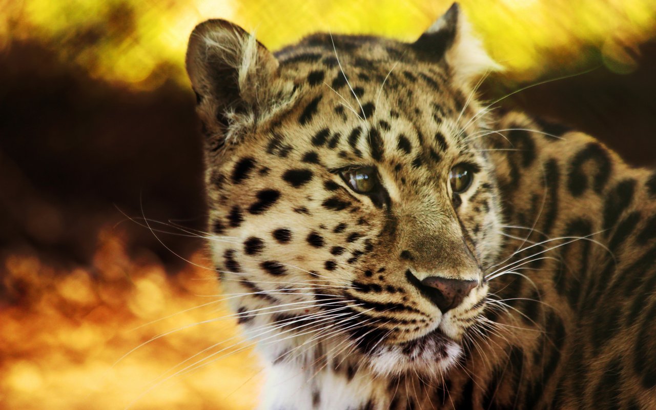 Обои взгляд, леопард, мощь, look, leopard, power разрешение 2560x1600 Загрузить