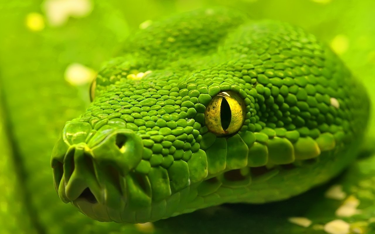 Обои макро, змея, глаз, рептилия, удав, emerald tree boa, macro, snake, eyes, reptile, boa разрешение 1920x1200 Загрузить