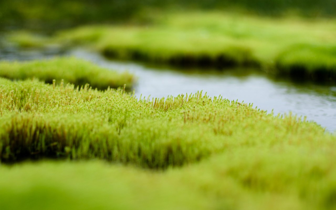 Обои трава, вода, зелень, болото, grass, water, greens, swamp разрешение 2560x1600 Загрузить