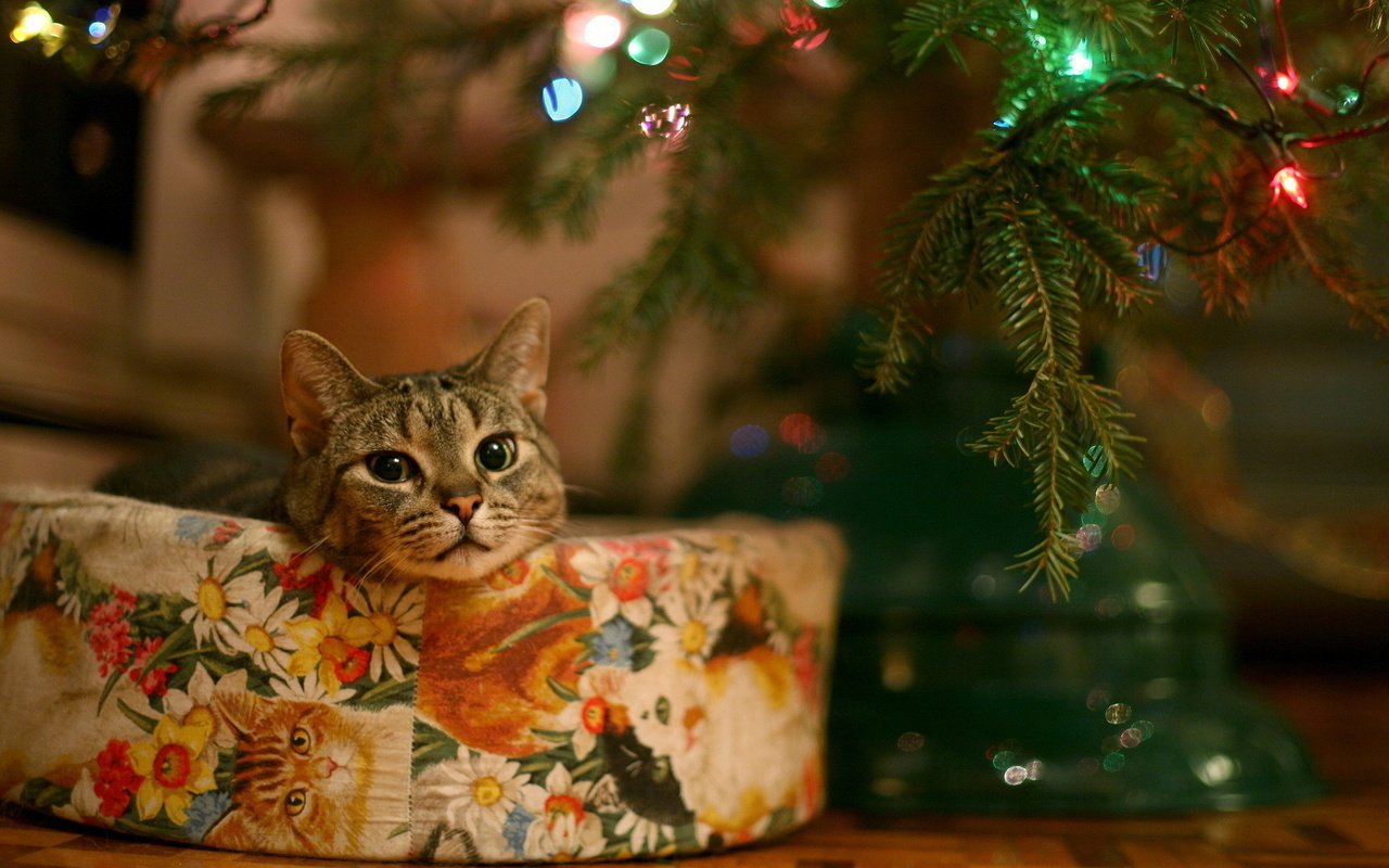 Обои глаза, елка, кошка, взгляд, подарок, гирлянда, eyes, tree, cat, look, gift, garland разрешение 1920x1080 Загрузить