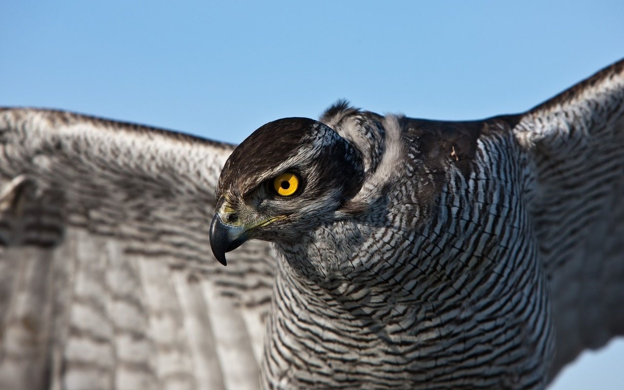 Обои глаза, птица, перья, сокол, ястреб, eyes, bird, feathers, falcon, hawk разрешение 1920x1200 Загрузить