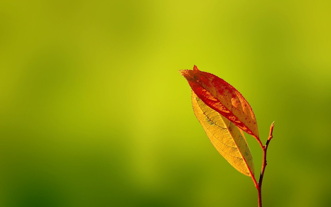 Обои зелень, листья, осень, gentle caress, greens, leaves, autumn разрешение 2560x1600 Загрузить