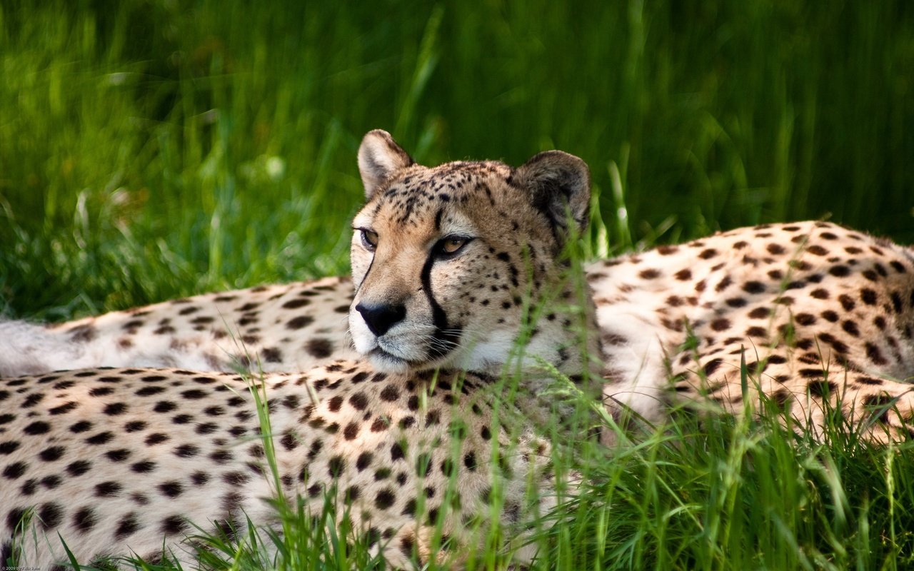 Обои трава, гепард, grass, cheetah разрешение 2560x1600 Загрузить