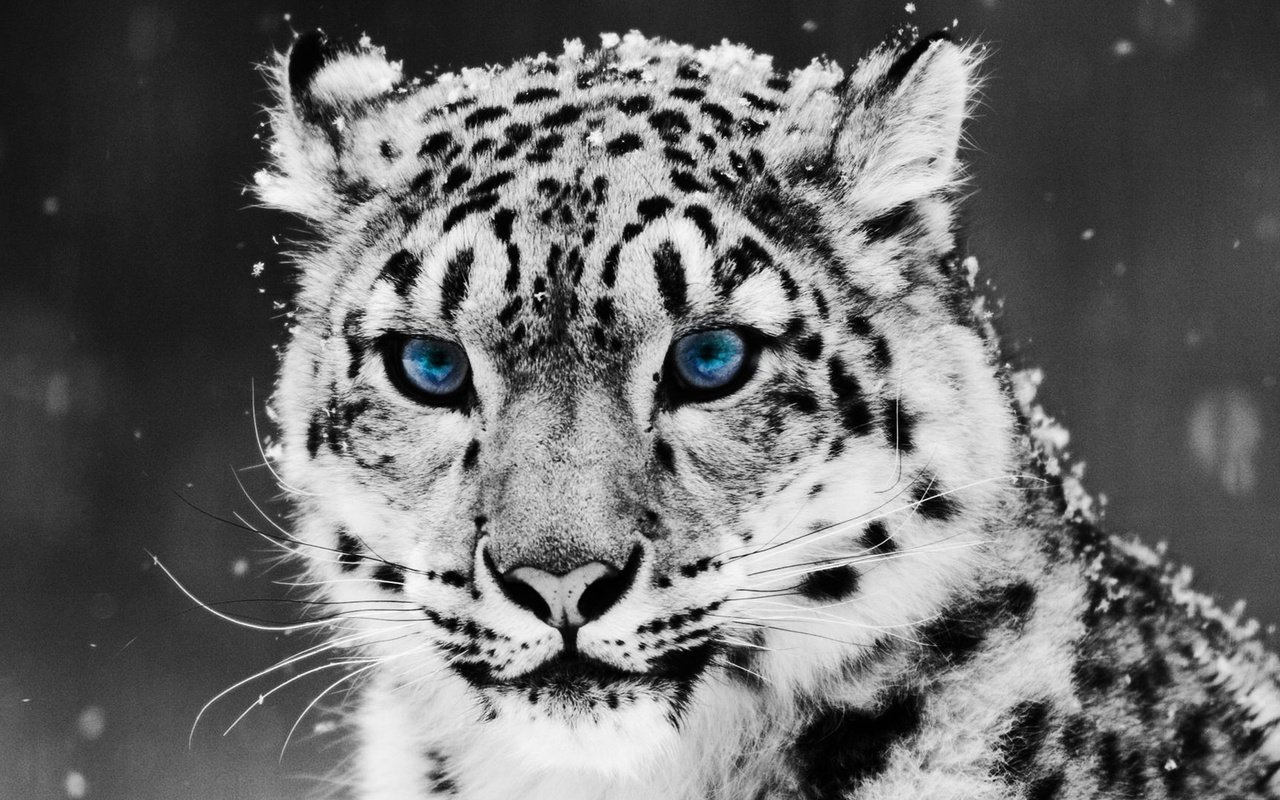 Обои снег, снежный барс, ирбис, snow, snow leopard, irbis разрешение 2560x1600 Загрузить