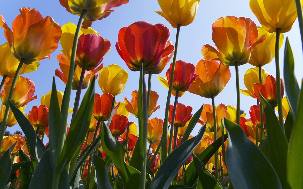 Обои цветы, весна, тюльпан, нидерланды, flowers, spring, tulip, netherlands разрешение 1920x1200 Загрузить