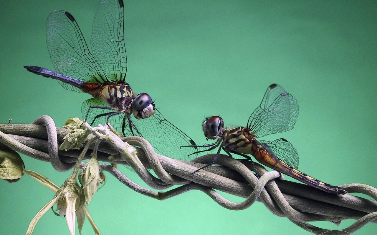 Обои ветка, стрекоза, вьюн, branch, dragonfly, eel разрешение 1920x1200 Загрузить