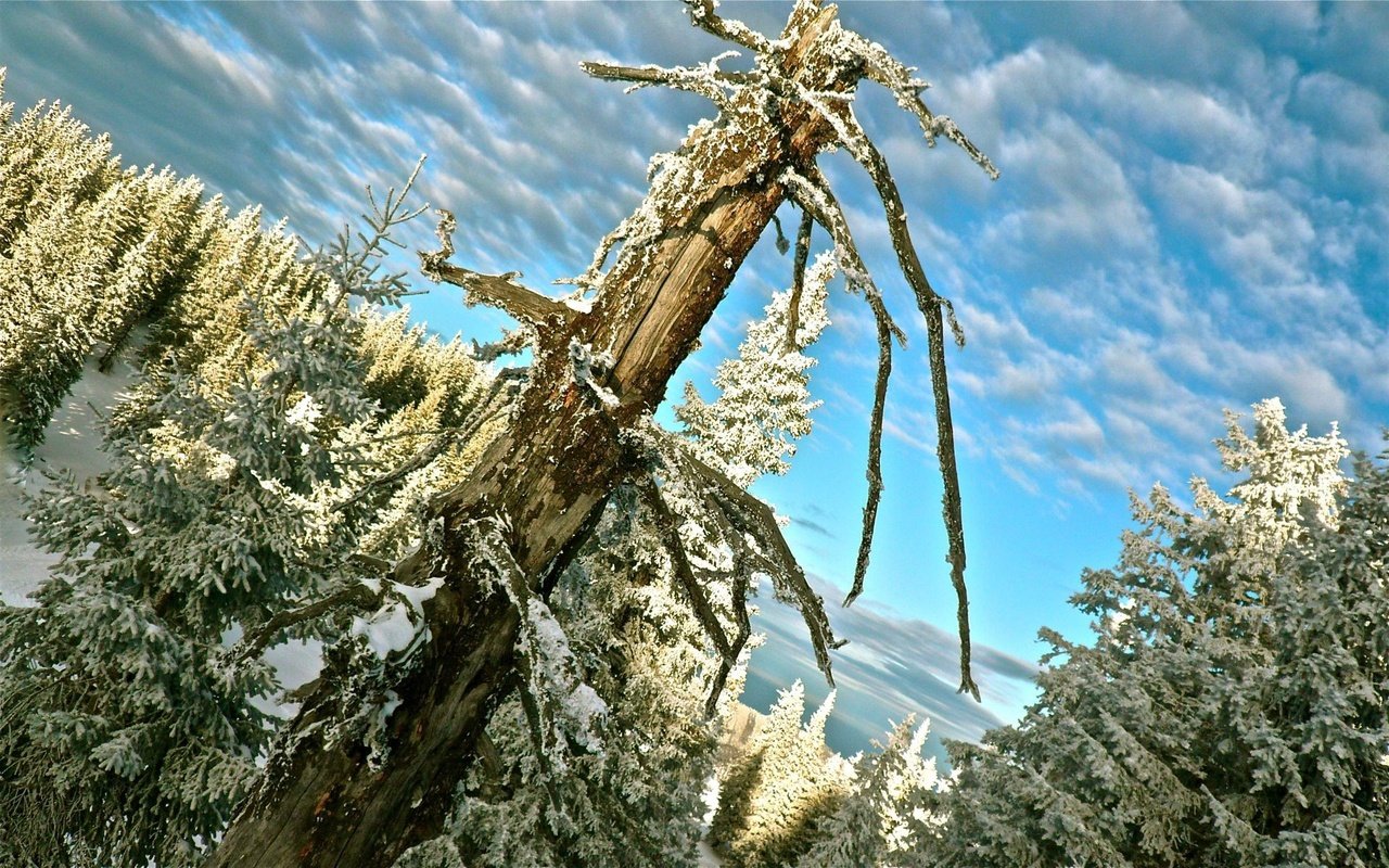 Обои деревья, снег, зима, trees, snow, winter разрешение 1920x1200 Загрузить