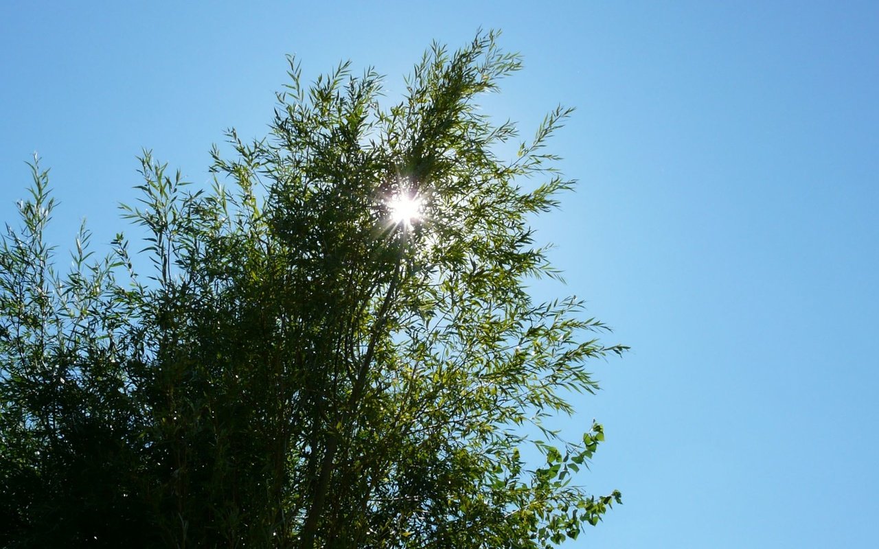 Обои небо, свет, солнце, дерево, ветки, луч, вершина, the sky, light, the sun, tree, branches, ray, top разрешение 1920x1082 Загрузить