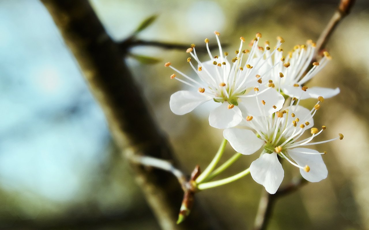 Обои ветка, цветение, весна, трио, белоснежное, branch, flowering, spring, trio, white разрешение 2048x1152 Загрузить