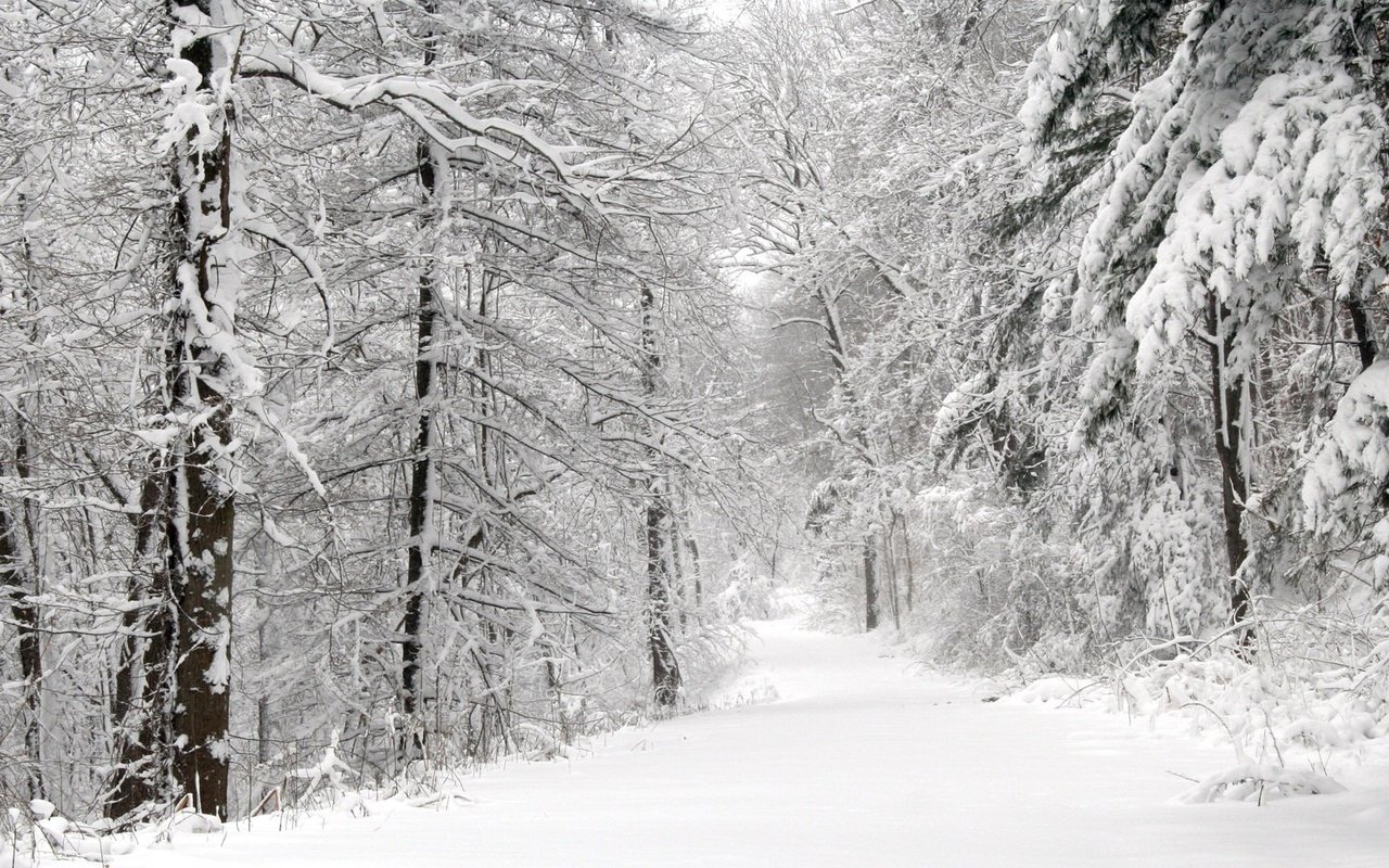 Обои дорога, деревья, снег, road, trees, snow разрешение 2560x1024 Загрузить