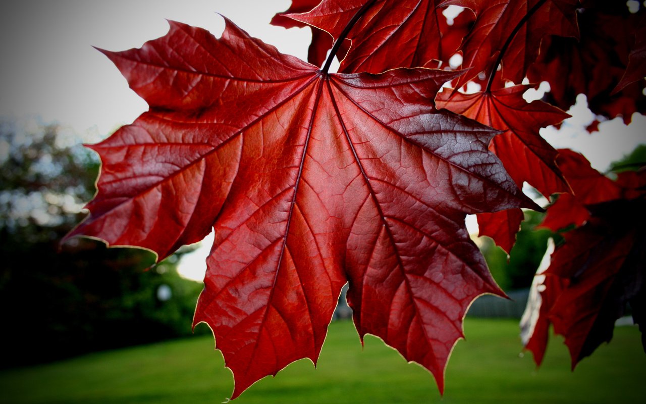 Обои листья, красные, клёна, leaves, red, maple разрешение 3456x2304 Загрузить