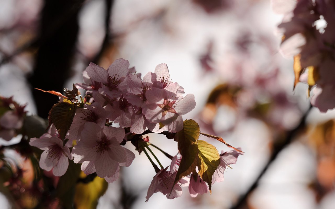 Обои макро, япония, сакура, macro, japan, sakura разрешение 2560x1600 Загрузить