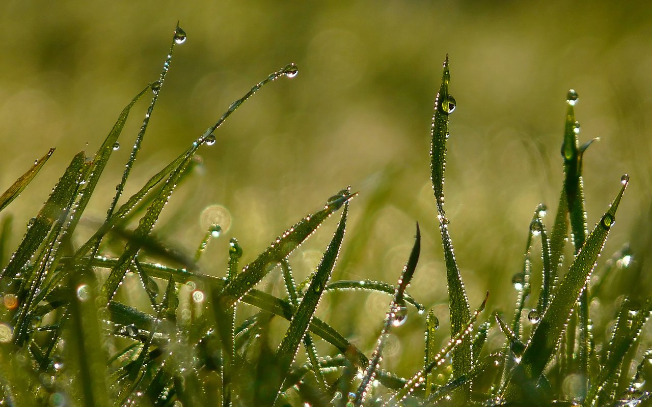 Обои свет, трава, утро, роса, капли, лето, light, grass, morning, rosa, drops, summer разрешение 2560x1920 Загрузить