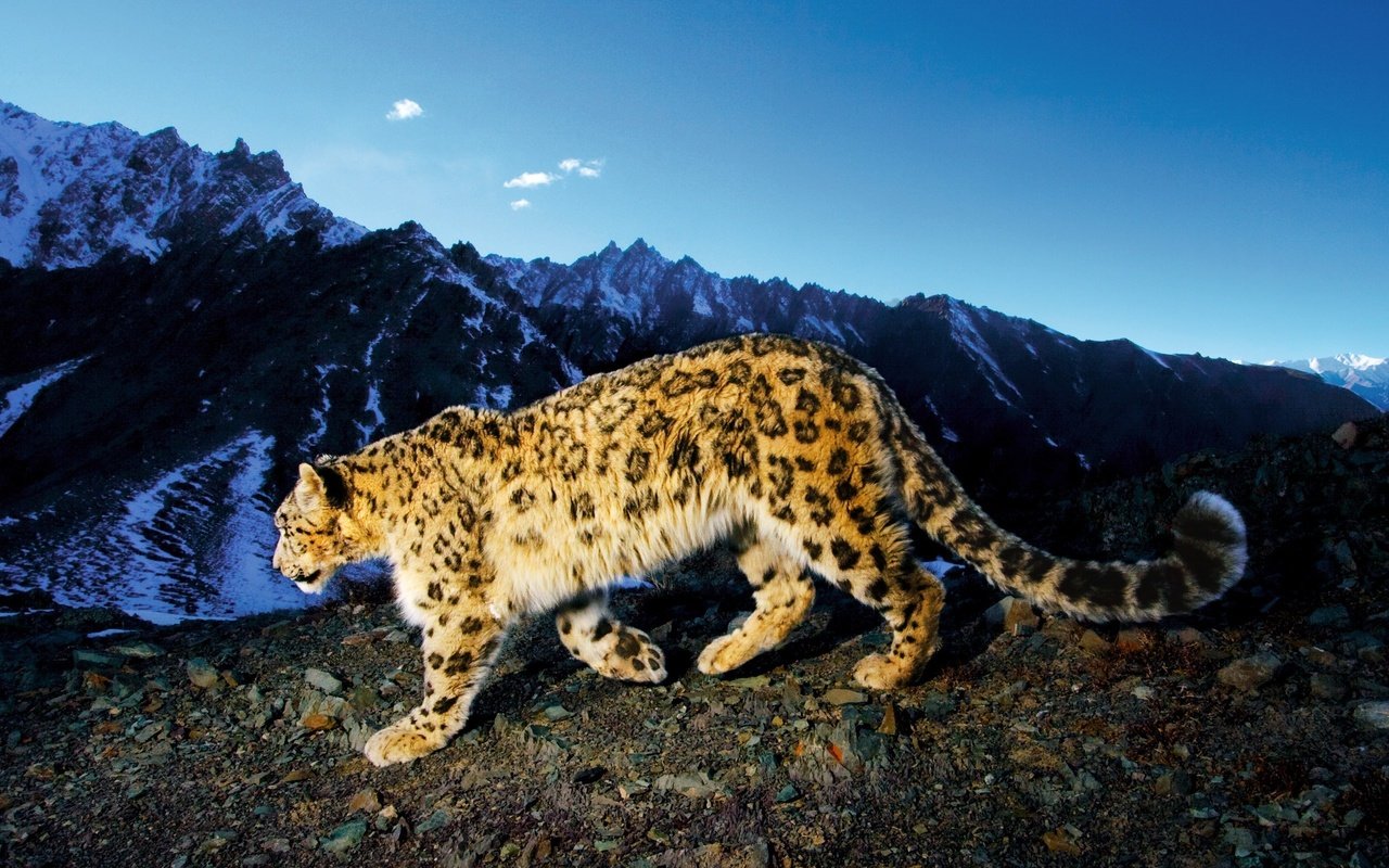 Обои горы, снежный барс, ирбис, mountains, snow leopard, irbis разрешение 2560x1600 Загрузить