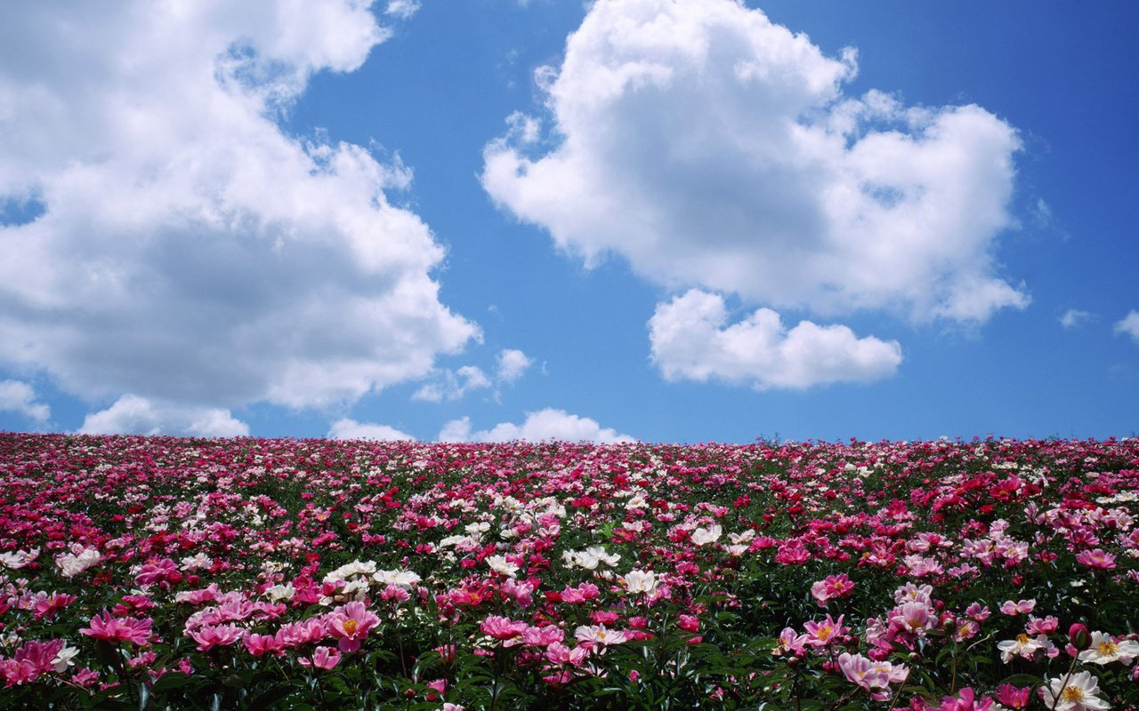 Обои небо, цветы, облака, поле, лето, the sky, flowers, clouds, field, summer разрешение 1920x1080 Загрузить