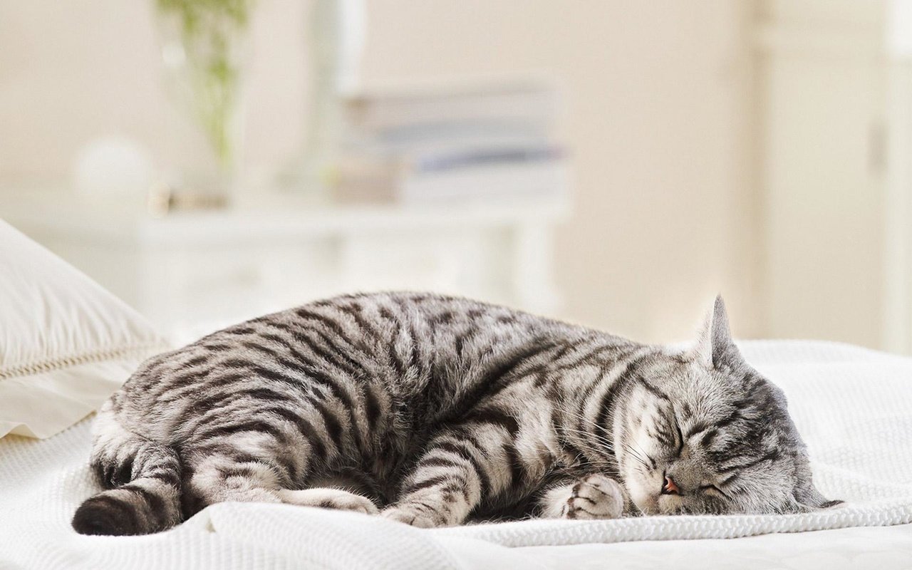 Обои кот, мордочка, кошка, сон, полосатый, cat, muzzle, sleep, striped разрешение 1920x1200 Загрузить