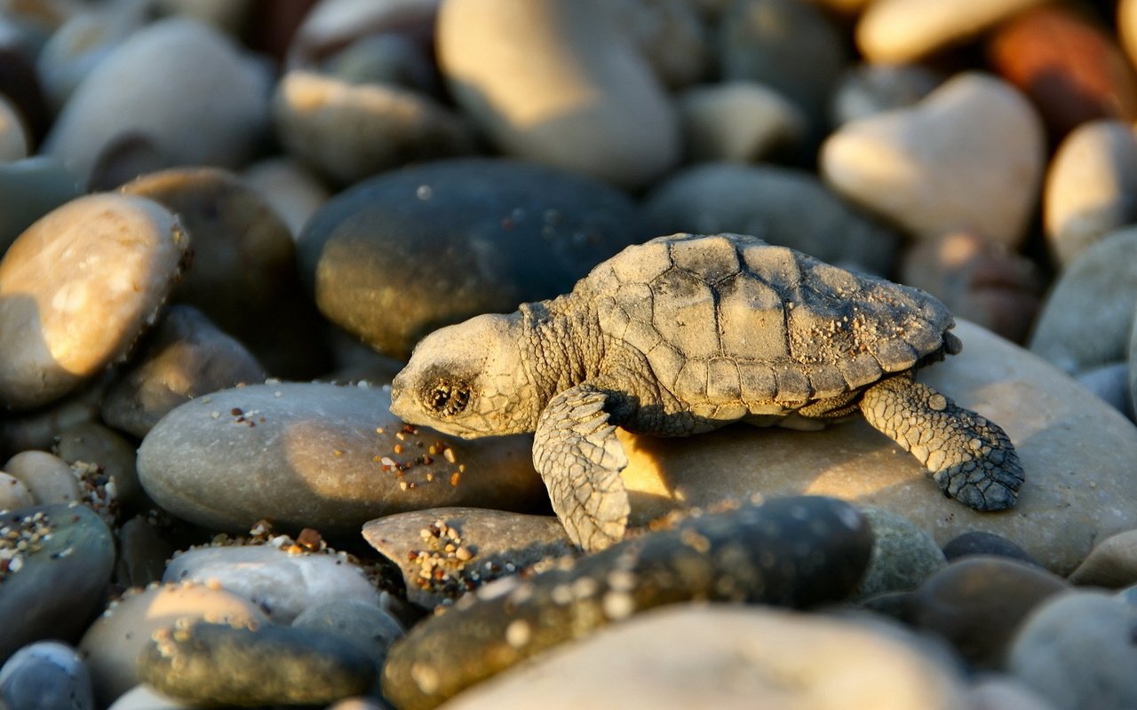 Обои свет, камни, черепаха, тень, малыш, черепашка, light, stones, turtle, shadow, baby, bug разрешение 1920x1080 Загрузить