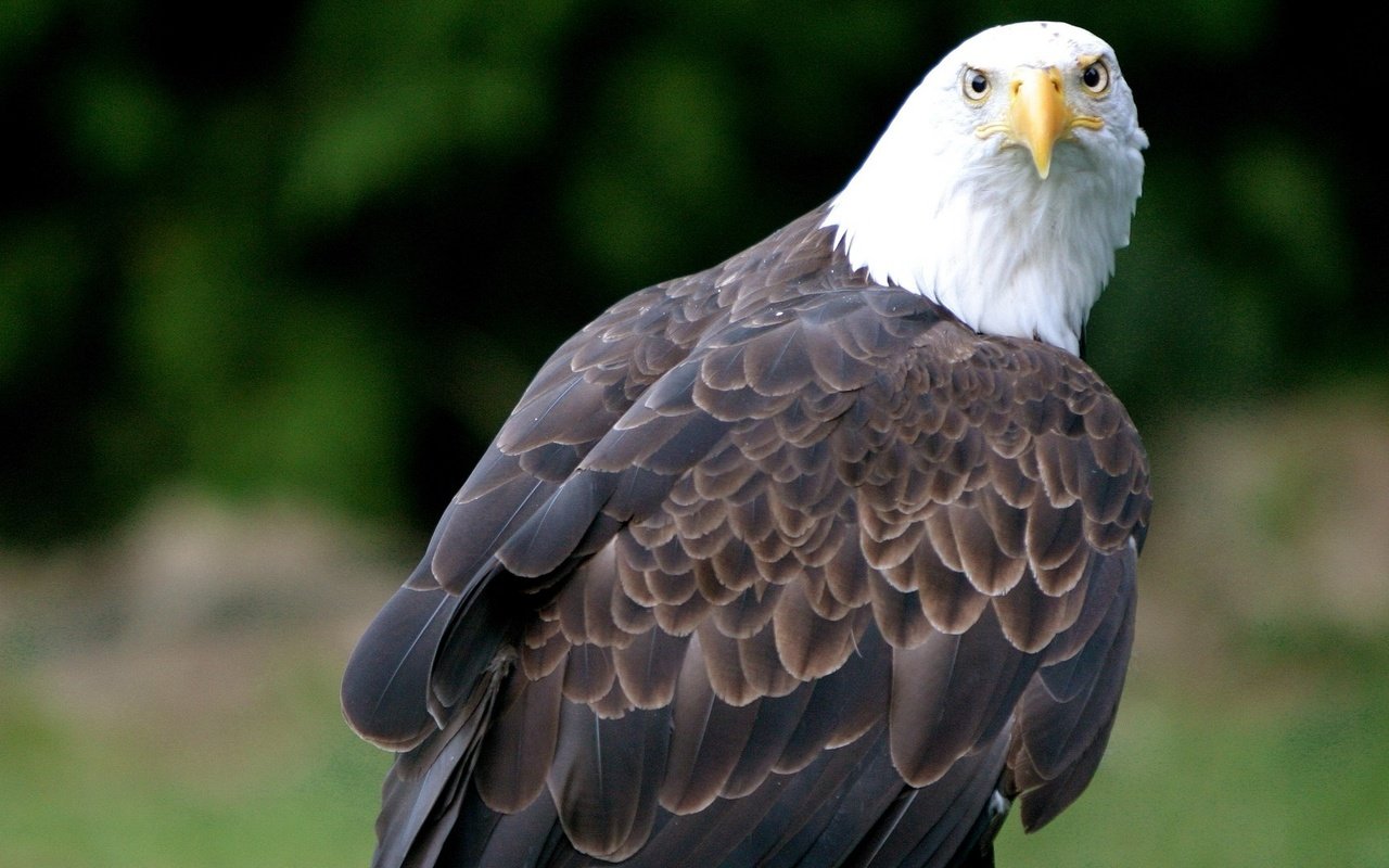 Обои орел, птица, клюв, перья, белоголовый орлан, eagle, bird, beak, feathers, bald eagle разрешение 1920x1080 Загрузить