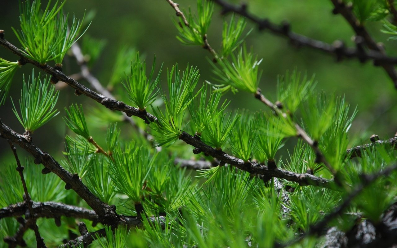 Обои ветка, иголки, пихта, шишки.пихта, branch, needles, fir, bumps.fir разрешение 1920x1200 Загрузить