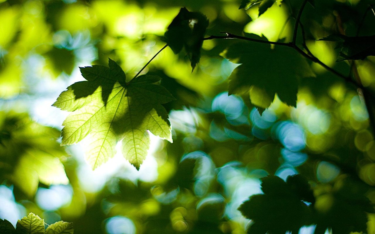 Обои деревья, солнце, зелёный, листва, луч, лист, trees, the sun, green, foliage, ray, sheet разрешение 1920x1200 Загрузить