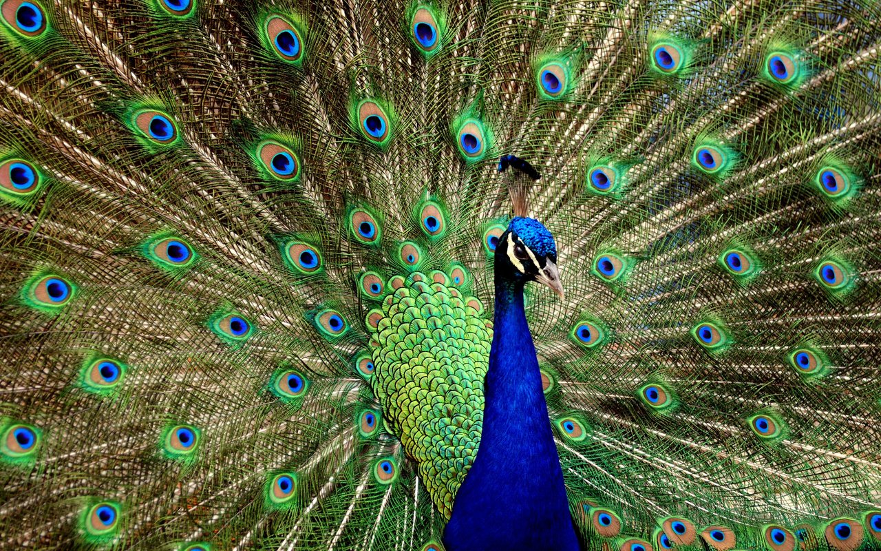 Обои птица, павлин, хвост, bird, peacock, tail разрешение 2560x1600 Загрузить