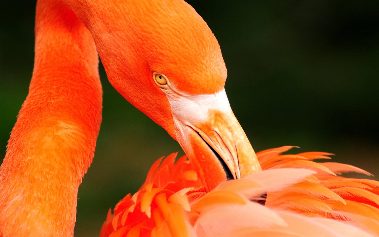 Обои фламинго, птица, перья, flamingo, bird, feathers разрешение 2560x1600 Загрузить