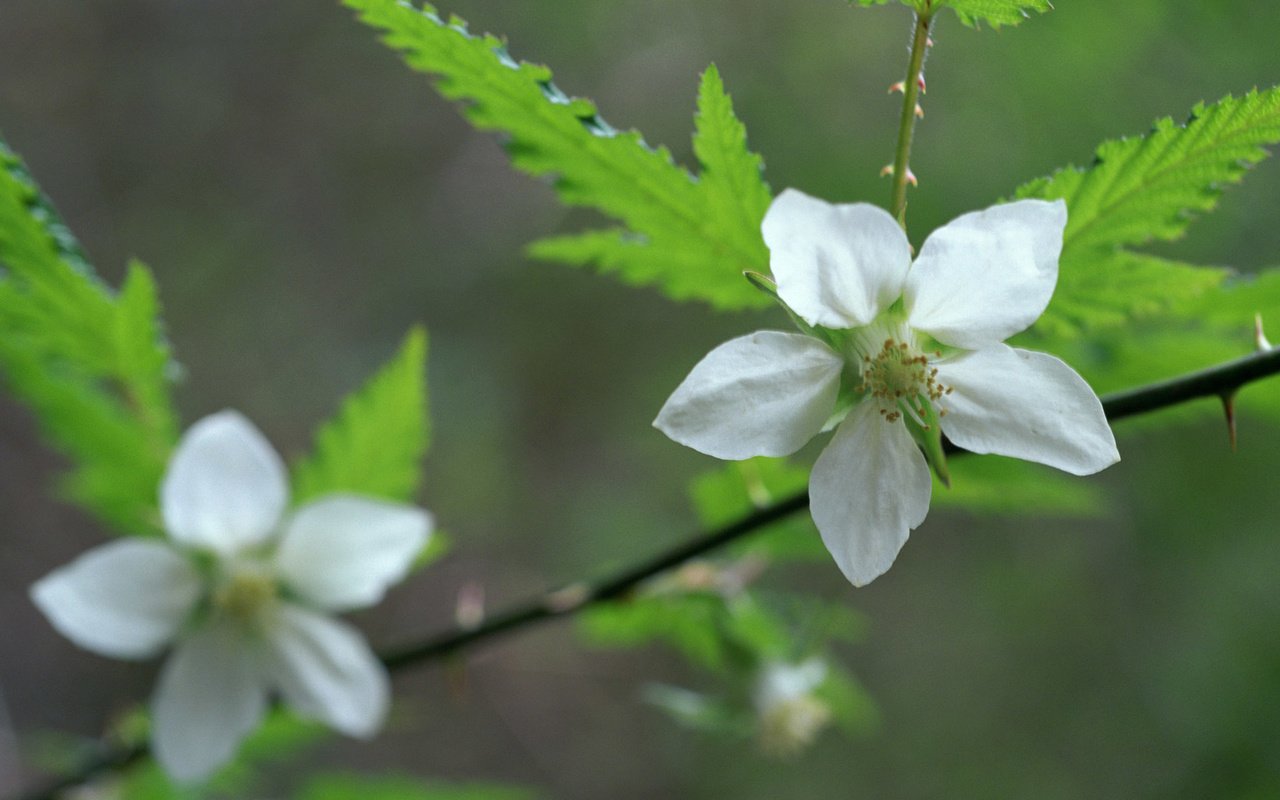 Обои цветы, ветка, цветение, цветок, бутон, весна, flowers, branch, flowering, flower, bud, spring разрешение 1920x1200 Загрузить