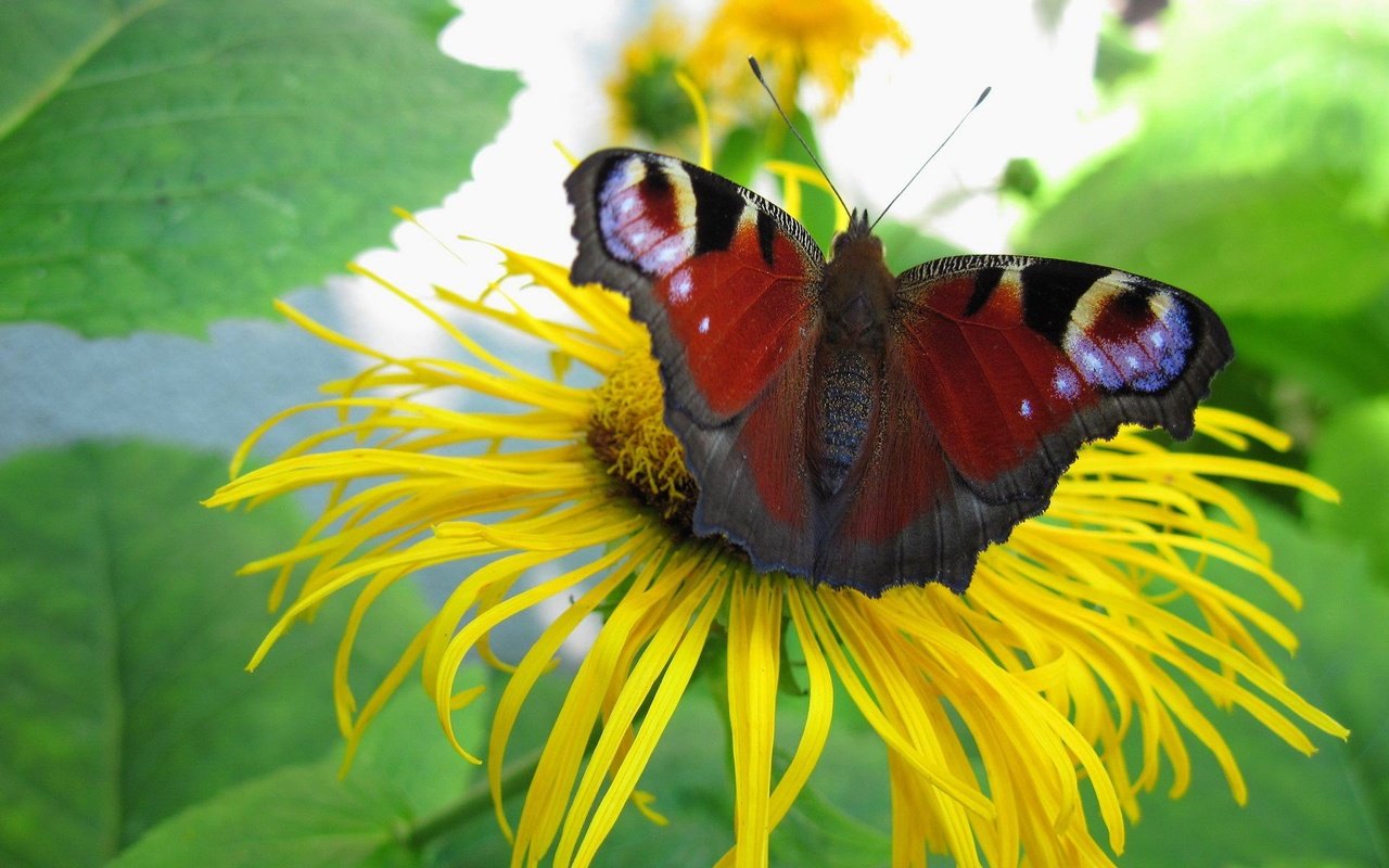 Обои цветок, бабочка, растение, павлиний глаз, девясил, flower, butterfly, plant, peacock, nard разрешение 1920x1200 Загрузить