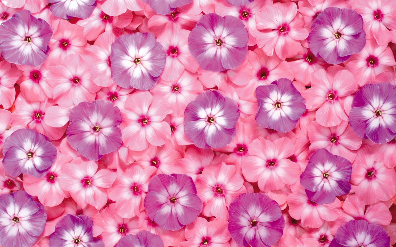 Обои цветы, розовые, яркие, сиреневые, флоксы, flowers, pink, bright, lilac, phlox разрешение 1920x1200 Загрузить
