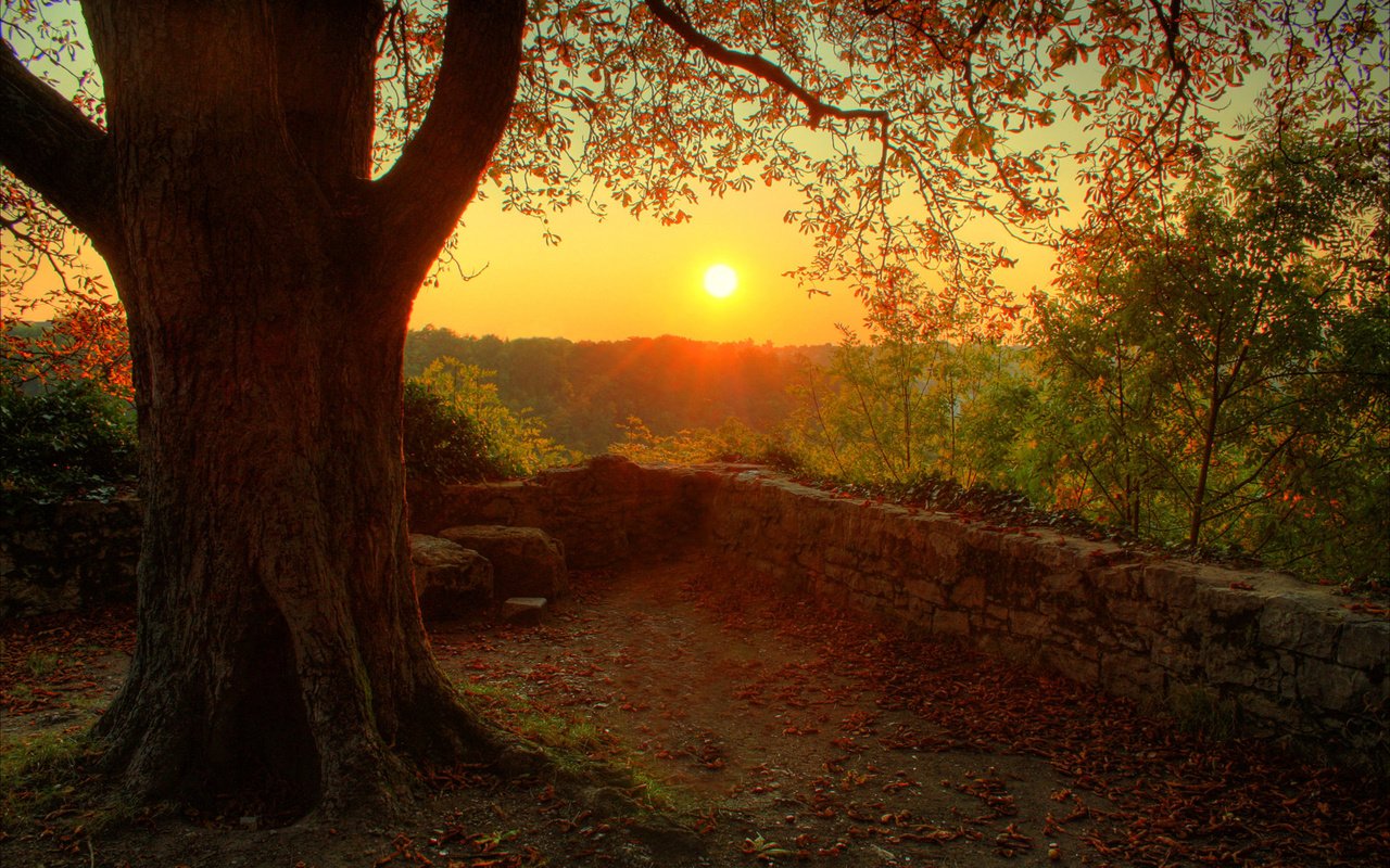 Обои солнце, природа, дерево, лес, закат, настроение, осень, the sun, nature, tree, forest, sunset, mood, autumn разрешение 1920x1200 Загрузить
