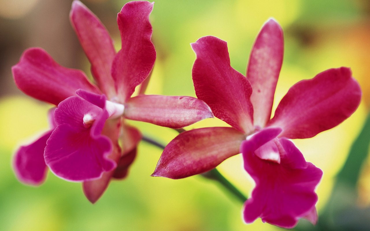 Обои цветы, лепестки, розовые, орхидеи, flowers, petals, pink, orchids разрешение 1920x1200 Загрузить