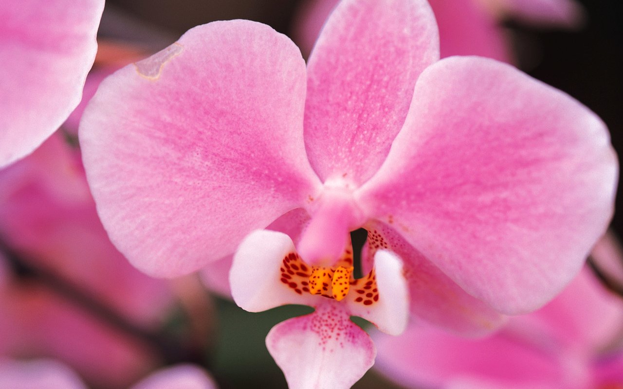 Обои цветы, лепестки, розовые, орхидея, орхидеи, flowers, petals, pink, orchid, orchids разрешение 1920x1200 Загрузить