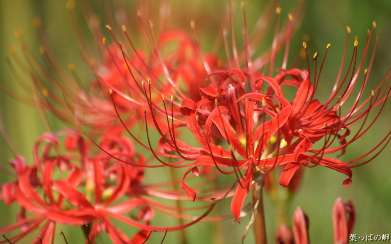 Обои цветы, лилии, лилейники, ликорис лучистый, ликорис, flowers, lily, the daylilies, he lost his parents, radiant, he lost his parents, разрешение 1920x1200 Загрузить