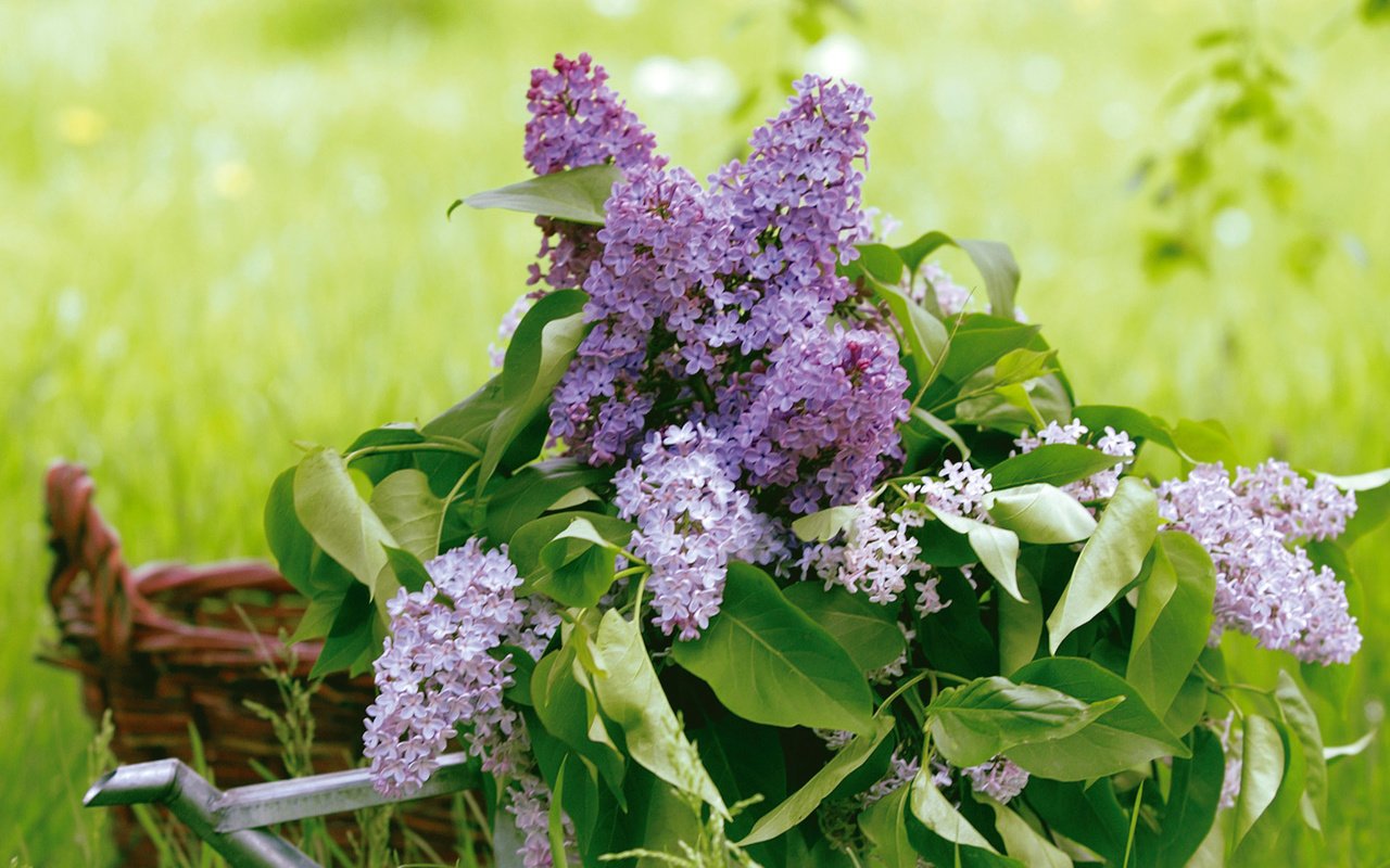 Обои зелень, листья, букет, корзина, сирень, лейка, greens, leaves, bouquet, basket, lilac, lake разрешение 1920x1200 Загрузить