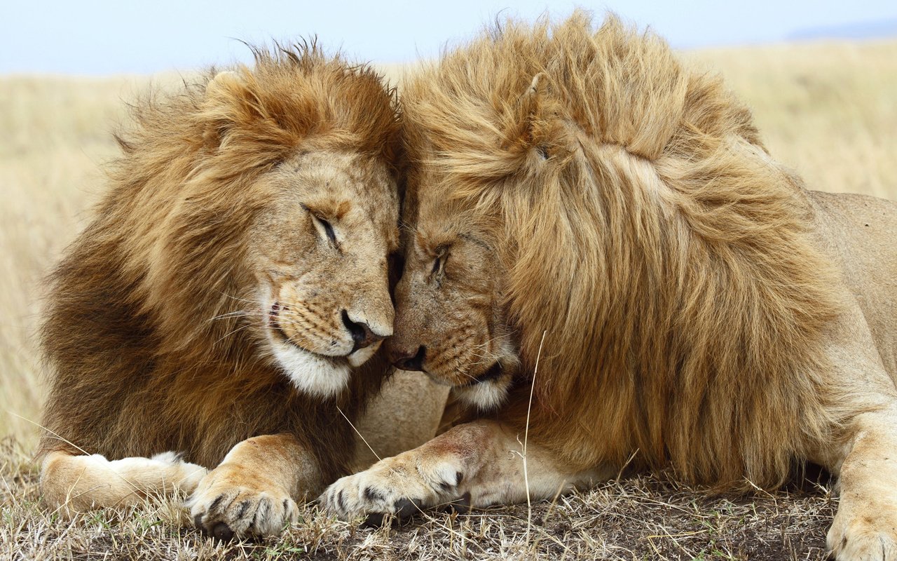 Обои хищник, большая кошка, львы, лев, хищники, predator, big cat, lions, leo, predators разрешение 1920x1080 Загрузить