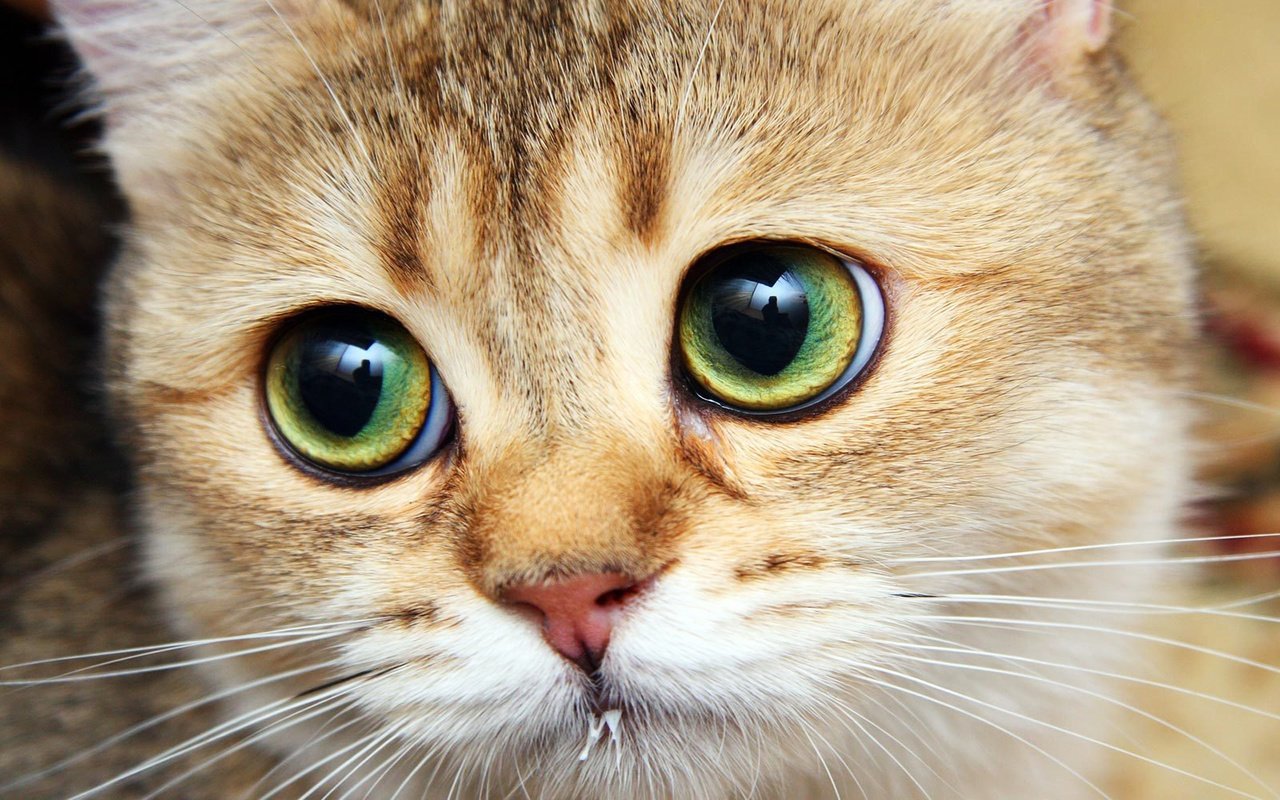 Обои кот, мордочка, усы, кошка, взгляд, cat, muzzle, mustache, look разрешение 1920x1200 Загрузить