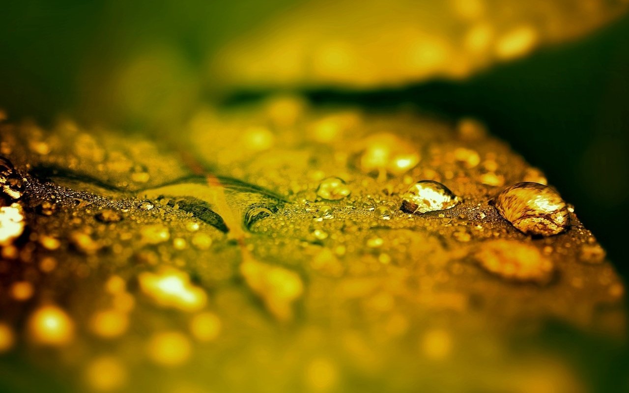 Обои макро, капли, листик, после дождя, капли дождя, macro, drops, leaf, after the rain, raindrops разрешение 1920x1080 Загрузить