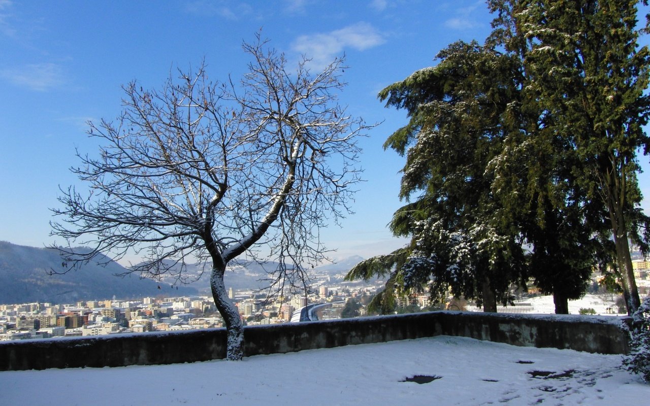 Обои снег, дерево, зима, snow, tree, winter разрешение 2560x1600 Загрузить