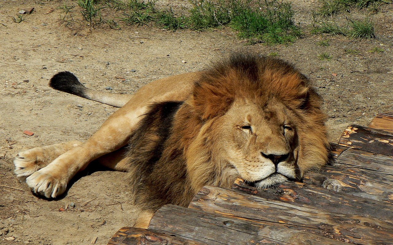 Обои спит, хищник, большая кошка, лев, грива, лежа, sleeping, predator, big cat, leo, mane, lying разрешение 1920x1200 Загрузить