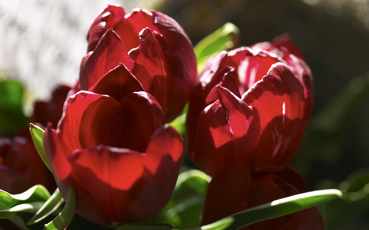Обои цветы, бутоны, лепестки, красные, тюльпаны, flowers, buds, petals, red, tulips разрешение 2560x1600 Загрузить