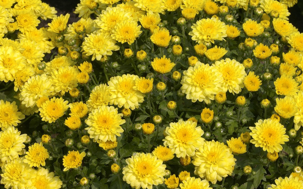 Обои цветы, хризантемы, flowers, chrysanthemum разрешение 2560x1600 Загрузить