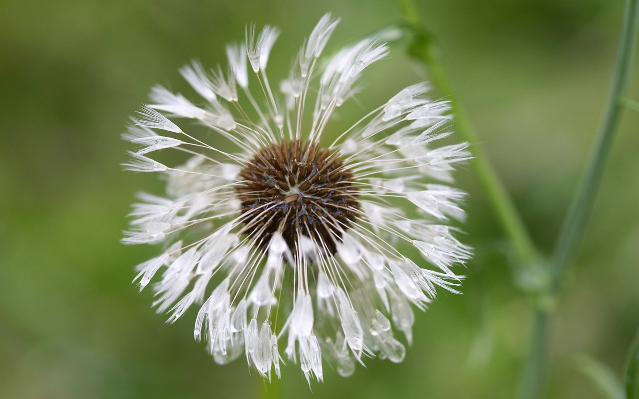 Обои цветок, капли, одуванчик, пушинки, былинки, flower, drops, dandelion, fuzzes, blade разрешение 2560x1600 Загрузить