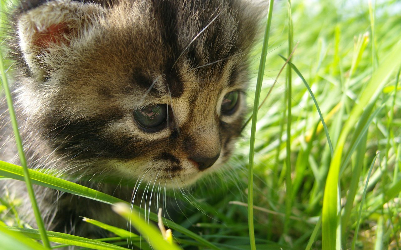 Обои глаза, трава, кошка, взгляд, eyes, grass, cat, look разрешение 2560x1600 Загрузить